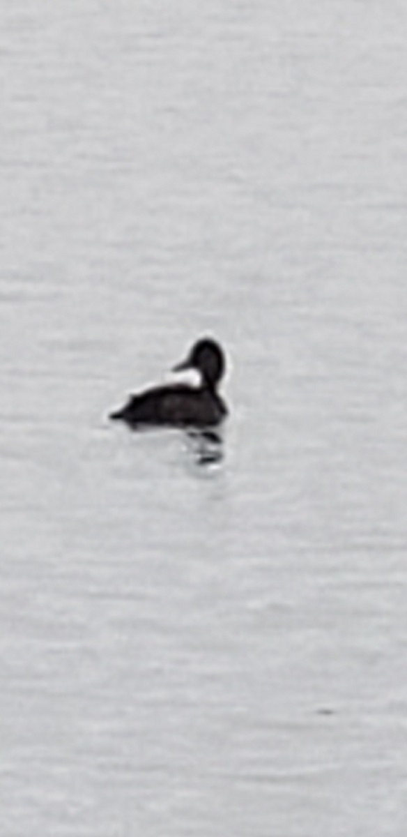 Greater Scaup - ML595770021