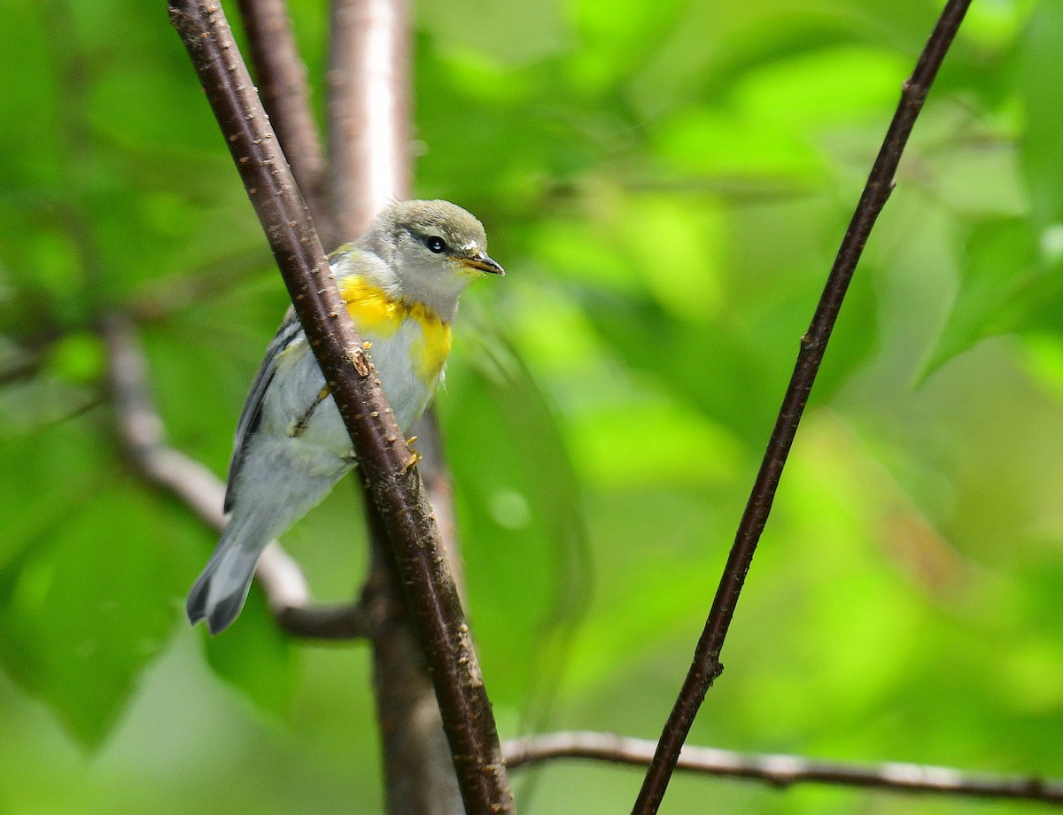 Northern Parula - ML595771611