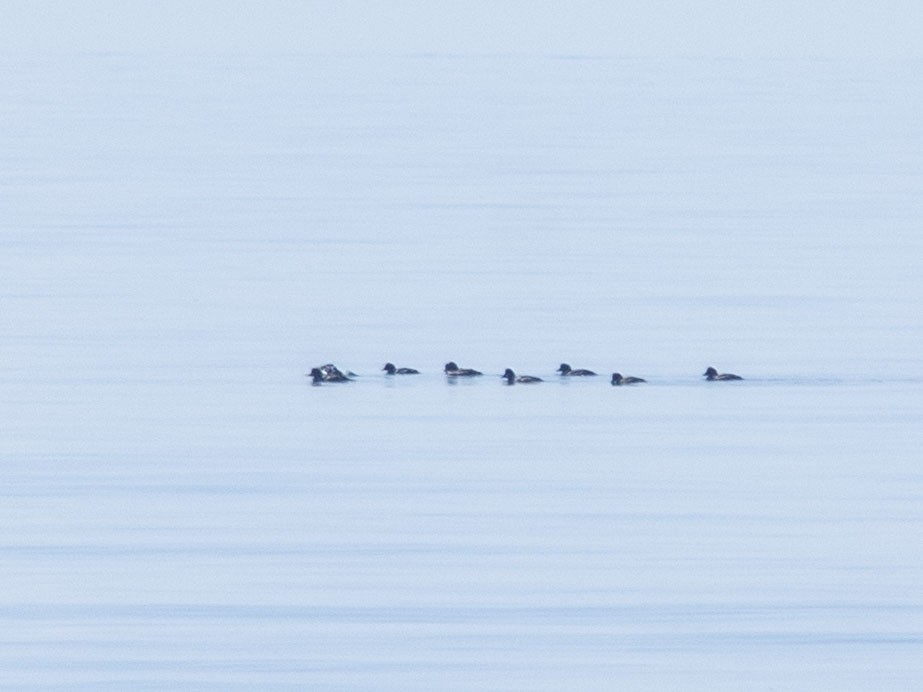 Porrón Osculado - ML595772271