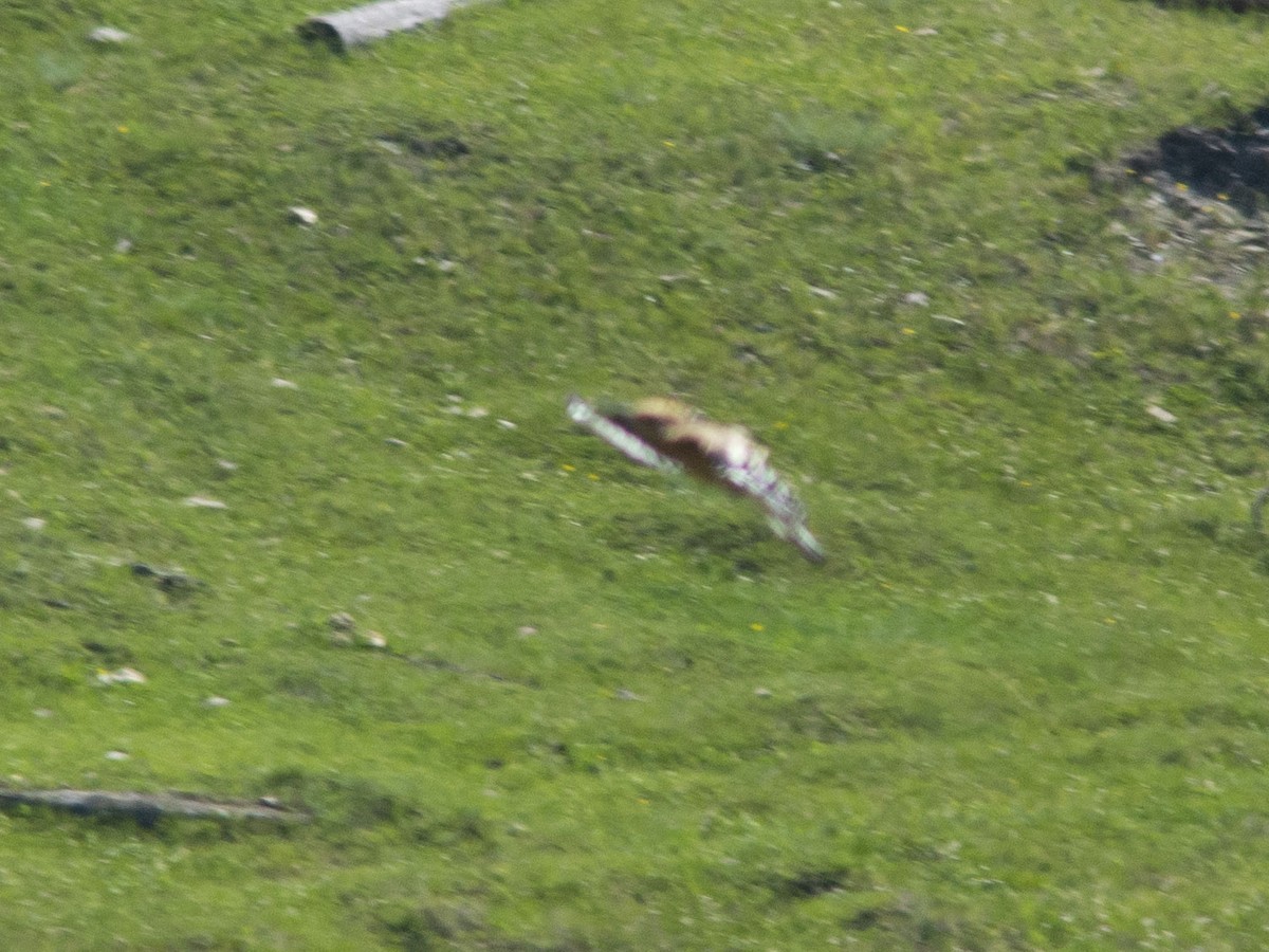 Eurasian Hoopoe (Eurasian) - ML595772381