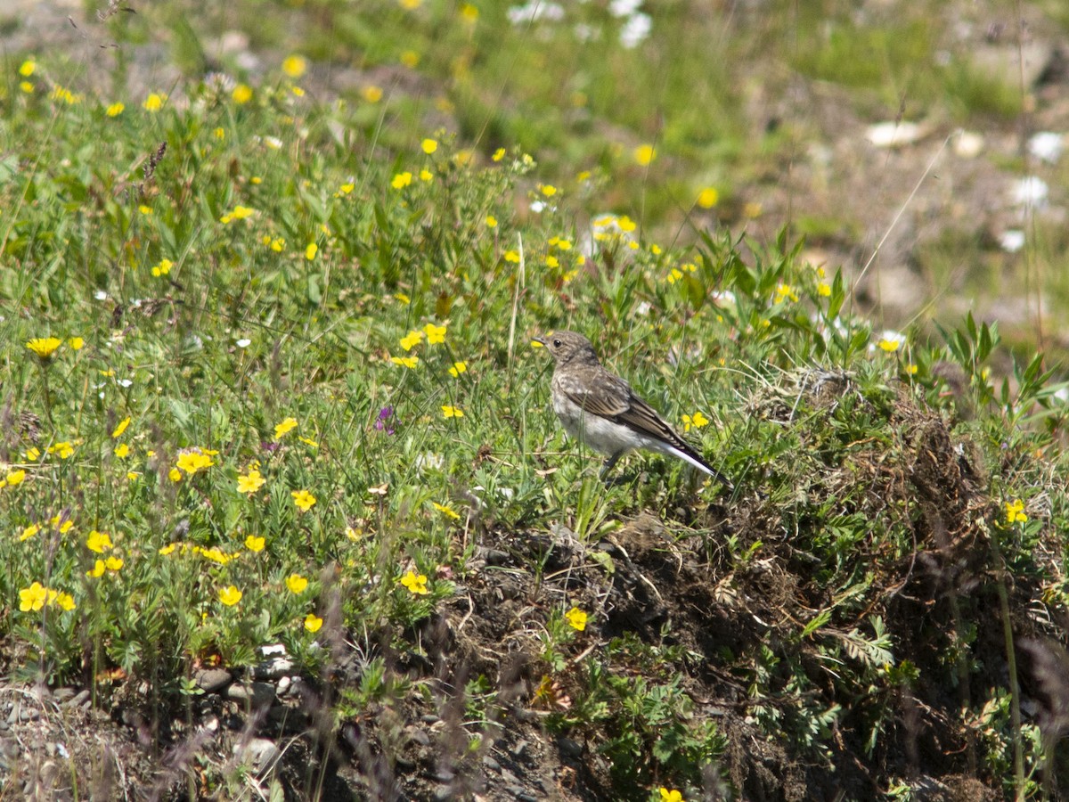 Northern Wheatear (Eurasian) - ML595772441