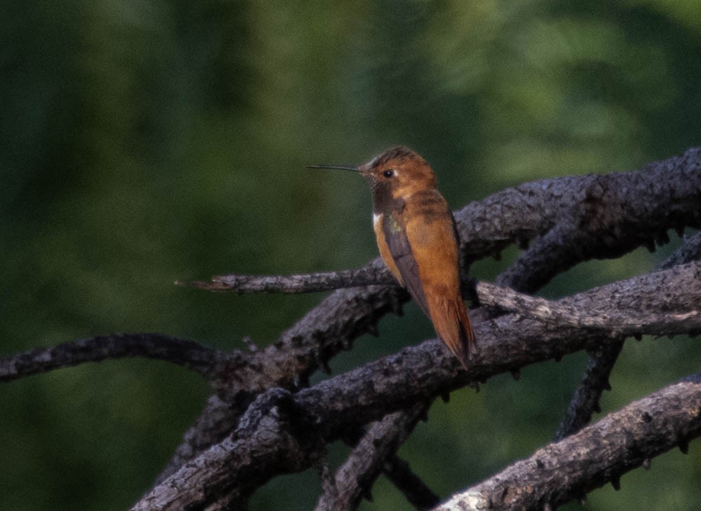 Rufous Hummingbird - ML595772561