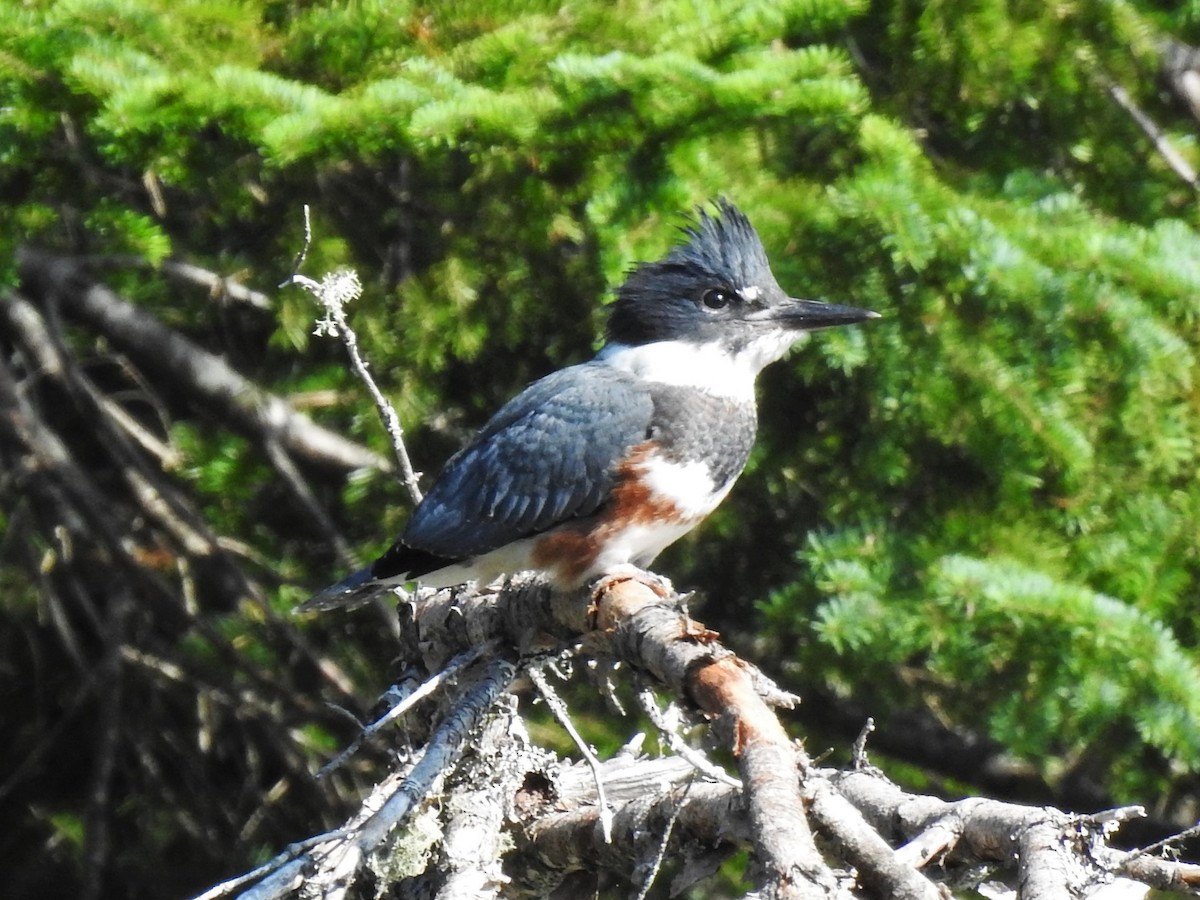 Belted Kingfisher - ML595772771