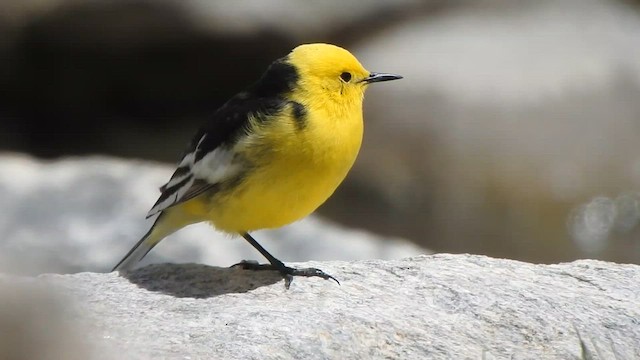 Citrine Wagtail - ML595773241