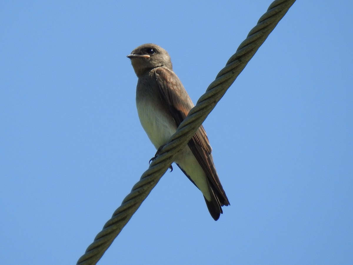 Northern Rough-winged Swallow - ML595773591