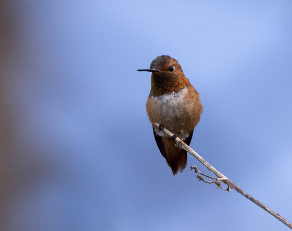 Rufous Hummingbird - ML595773921