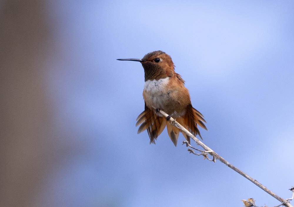 Rufous Hummingbird - Marty Herde