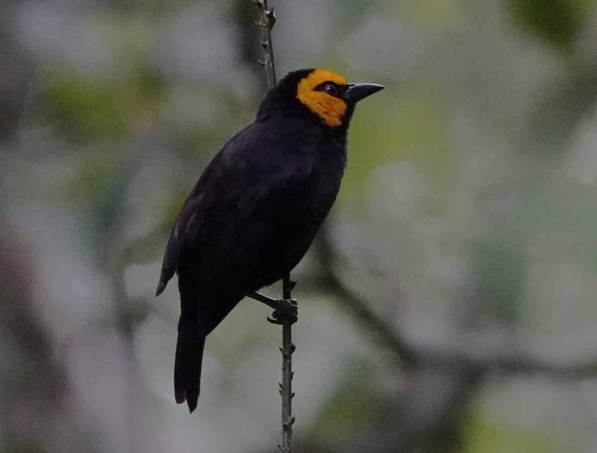 Black-billed Weaver - ML595774051