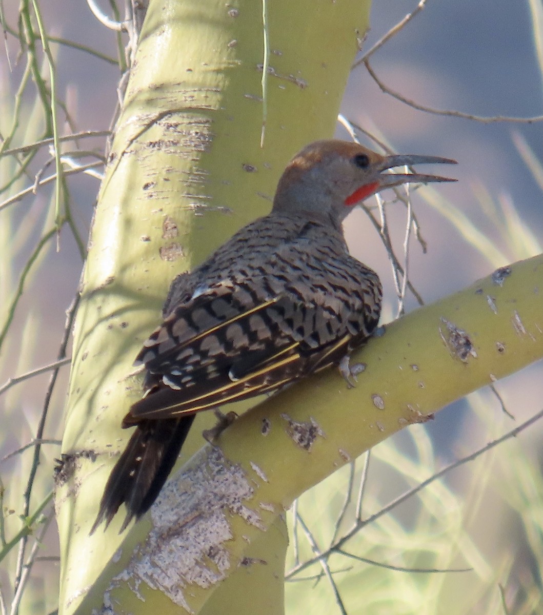 Gilded Flicker - ML595774521