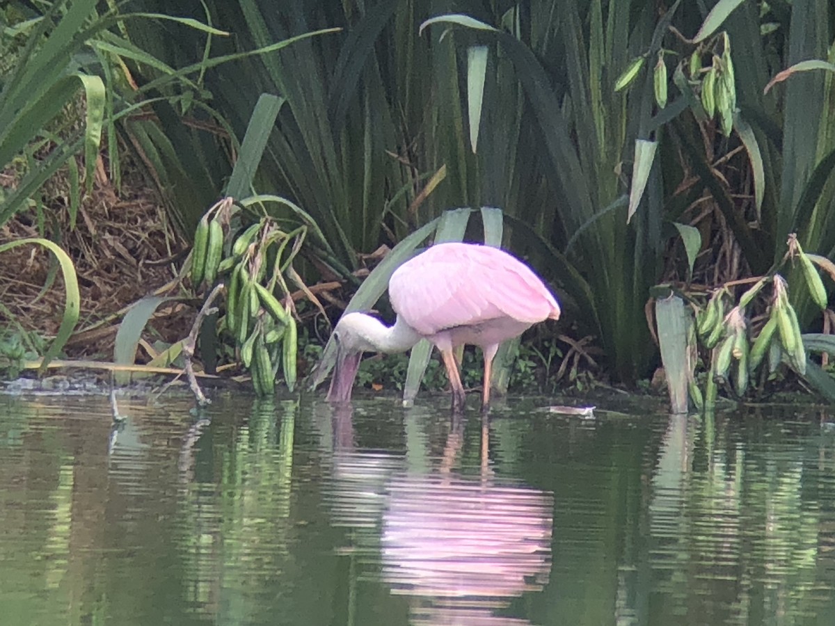 Roseate Spoonbill - Todd Michael Day