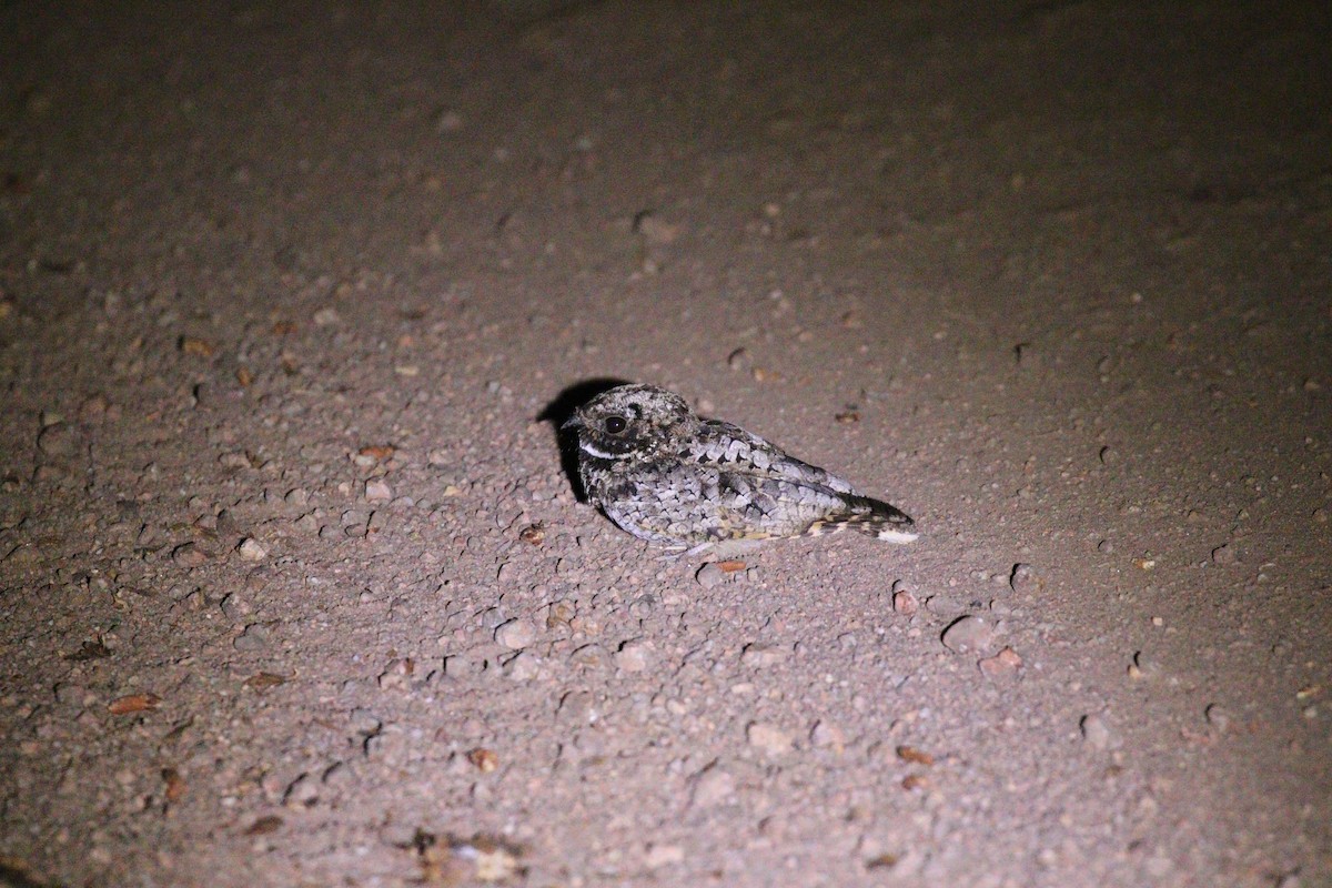 Common Poorwill - ML595775151