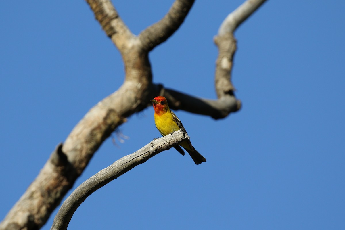 Piranga à tête rouge - ML595775261