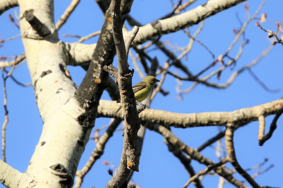 Western Tanager - Tom Behnfield