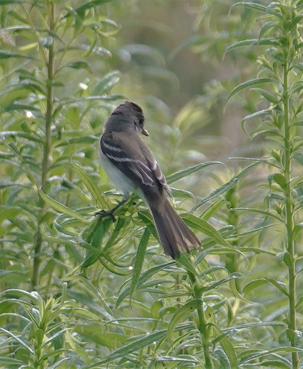 Willow Flycatcher - ML595775311