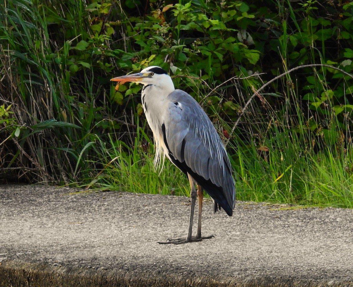 Gray Heron - ML595775471