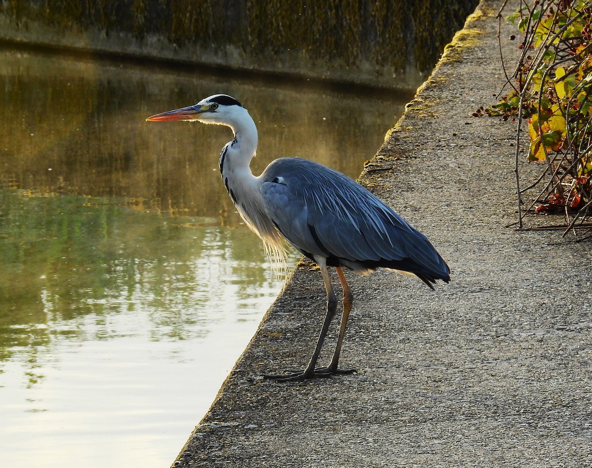 Gray Heron - ML595775481