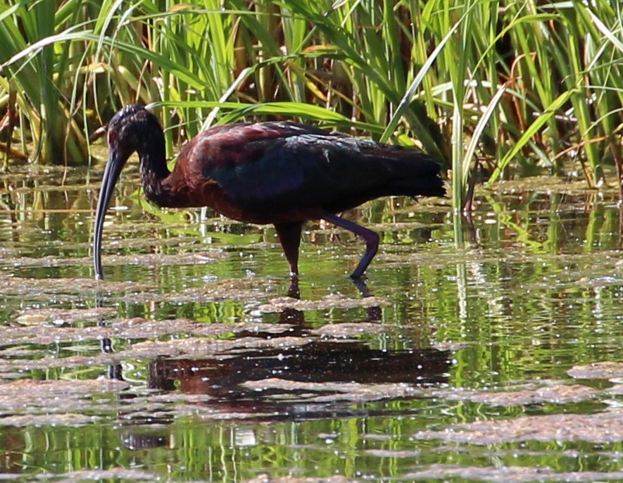ibis americký - ML59577561