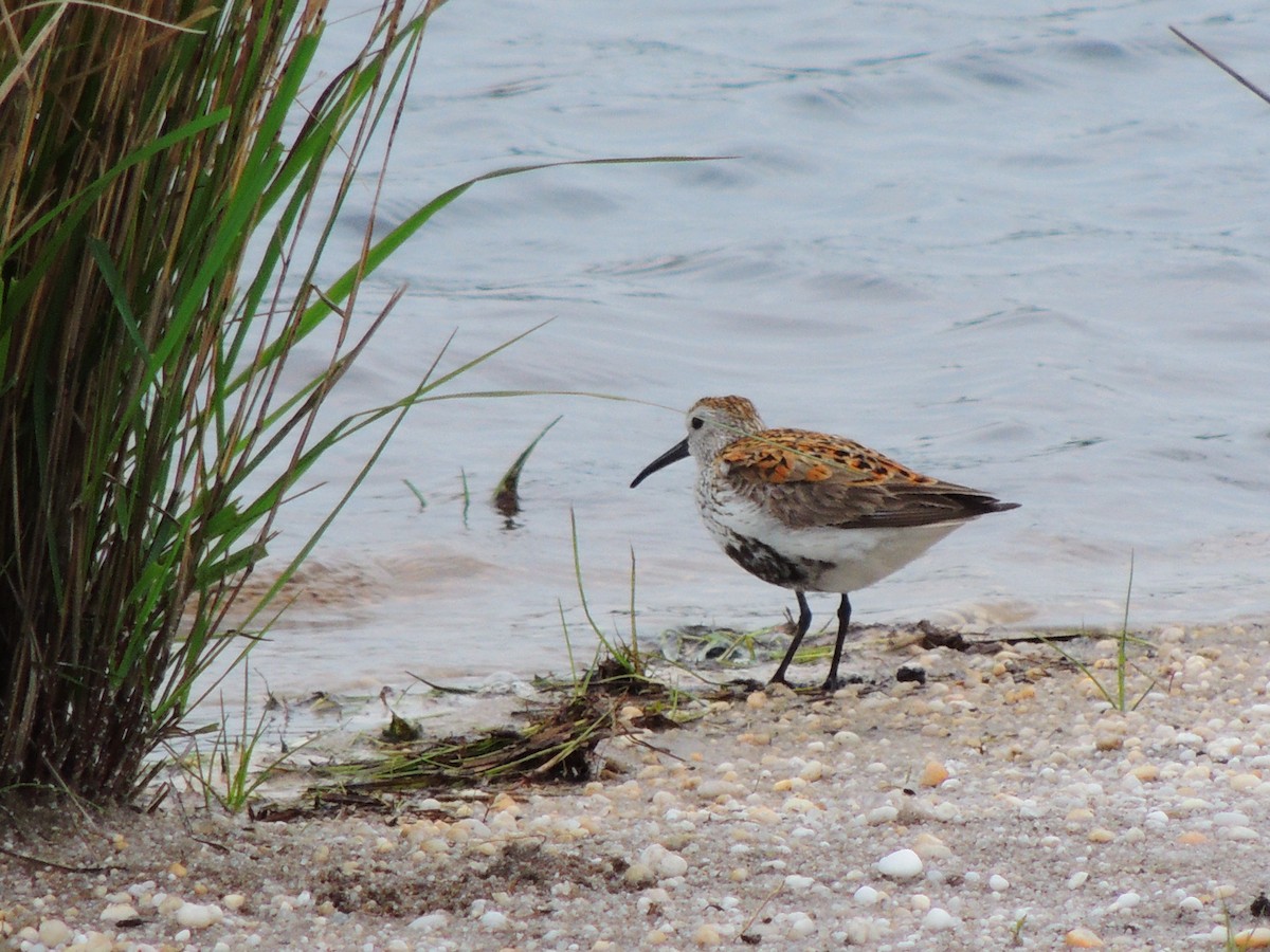 Dunlin - ML59577671