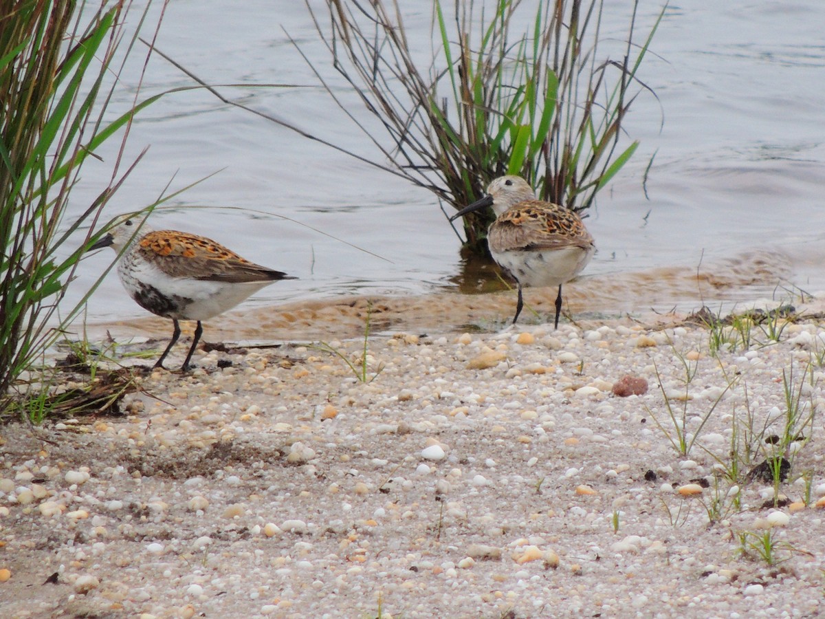 Dunlin - ML59577681