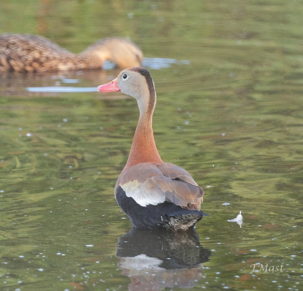 Black-bellied Whistling-Duck - ML595777011