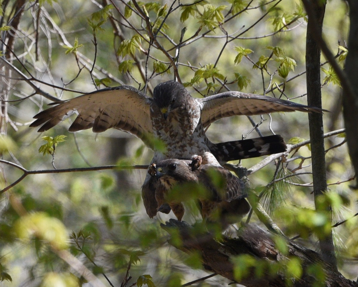 Broad-winged Hawk - Wendy Hill