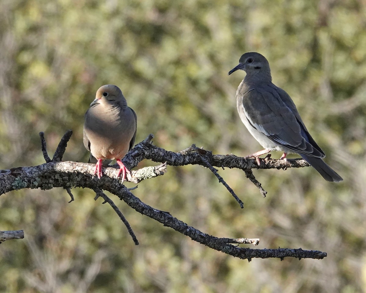 White-winged Dove - ML595777211