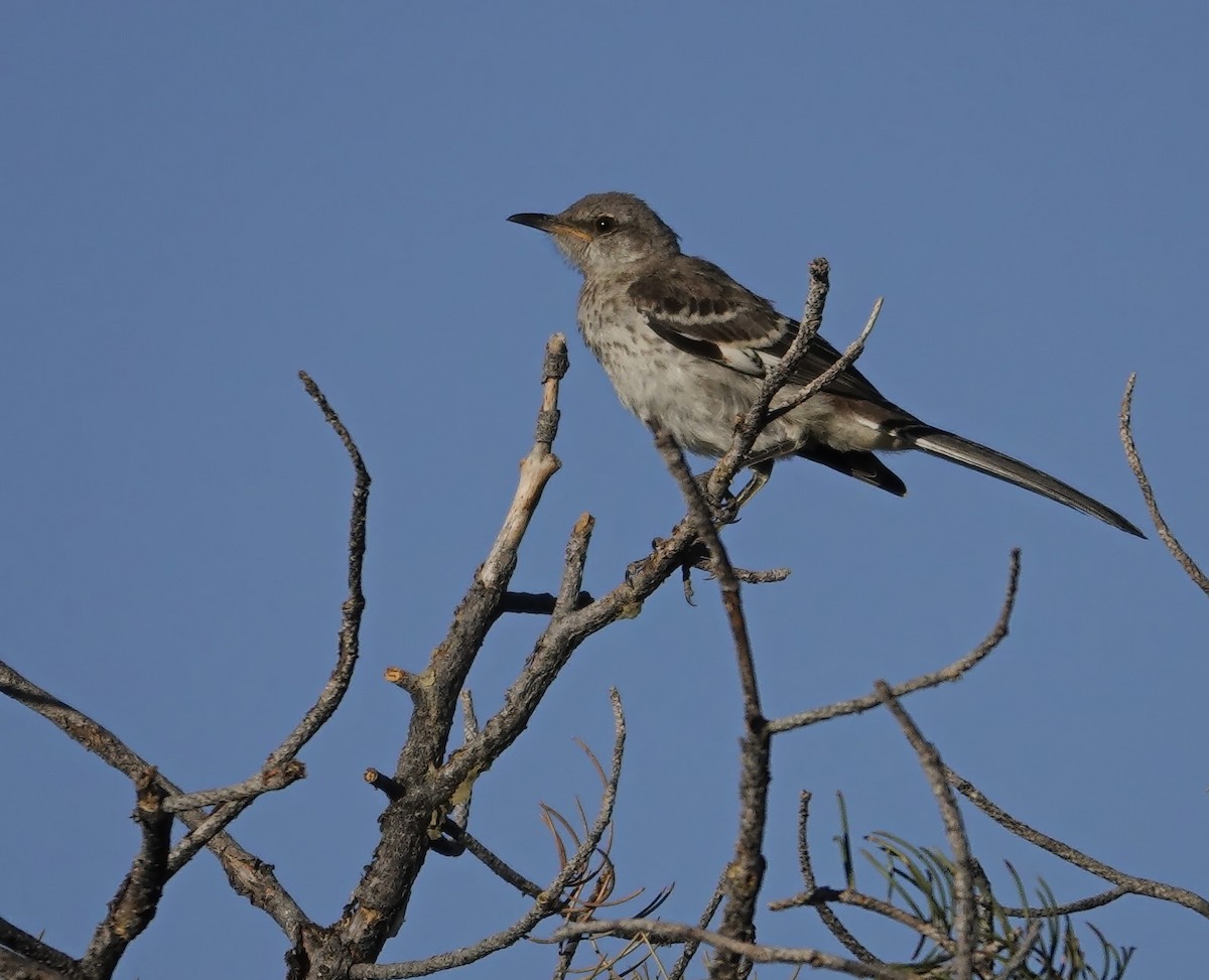 Northern Mockingbird - ML595777321