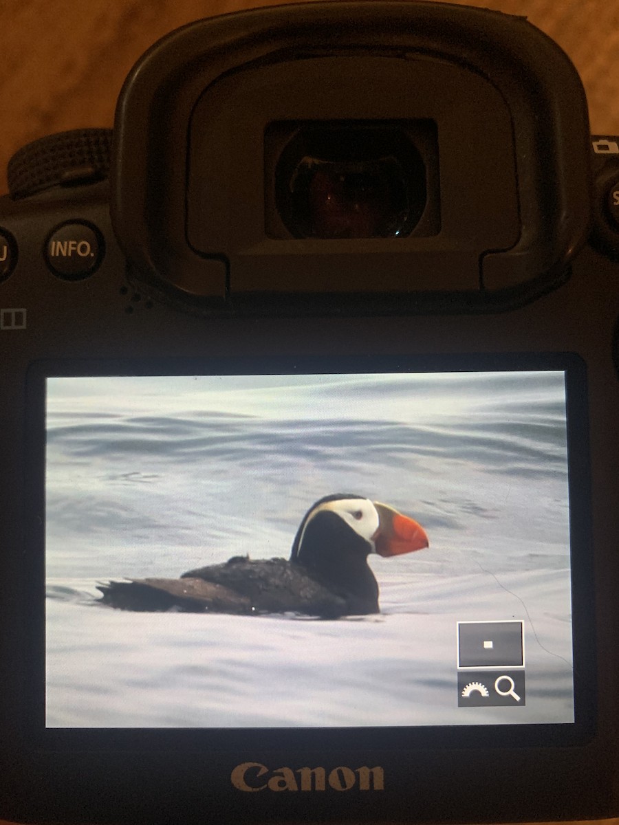 Tufted Puffin - ML595777441