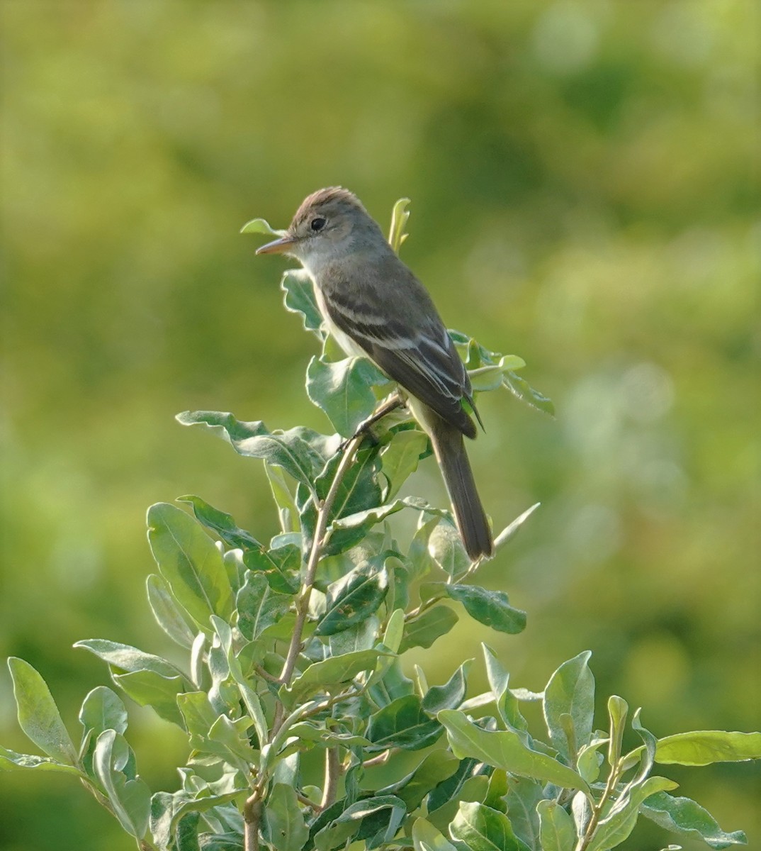 Willow Flycatcher - ML595777631