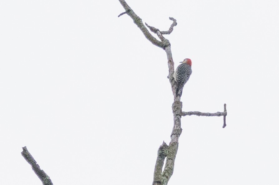 Red-bellied Woodpecker - ML595778301