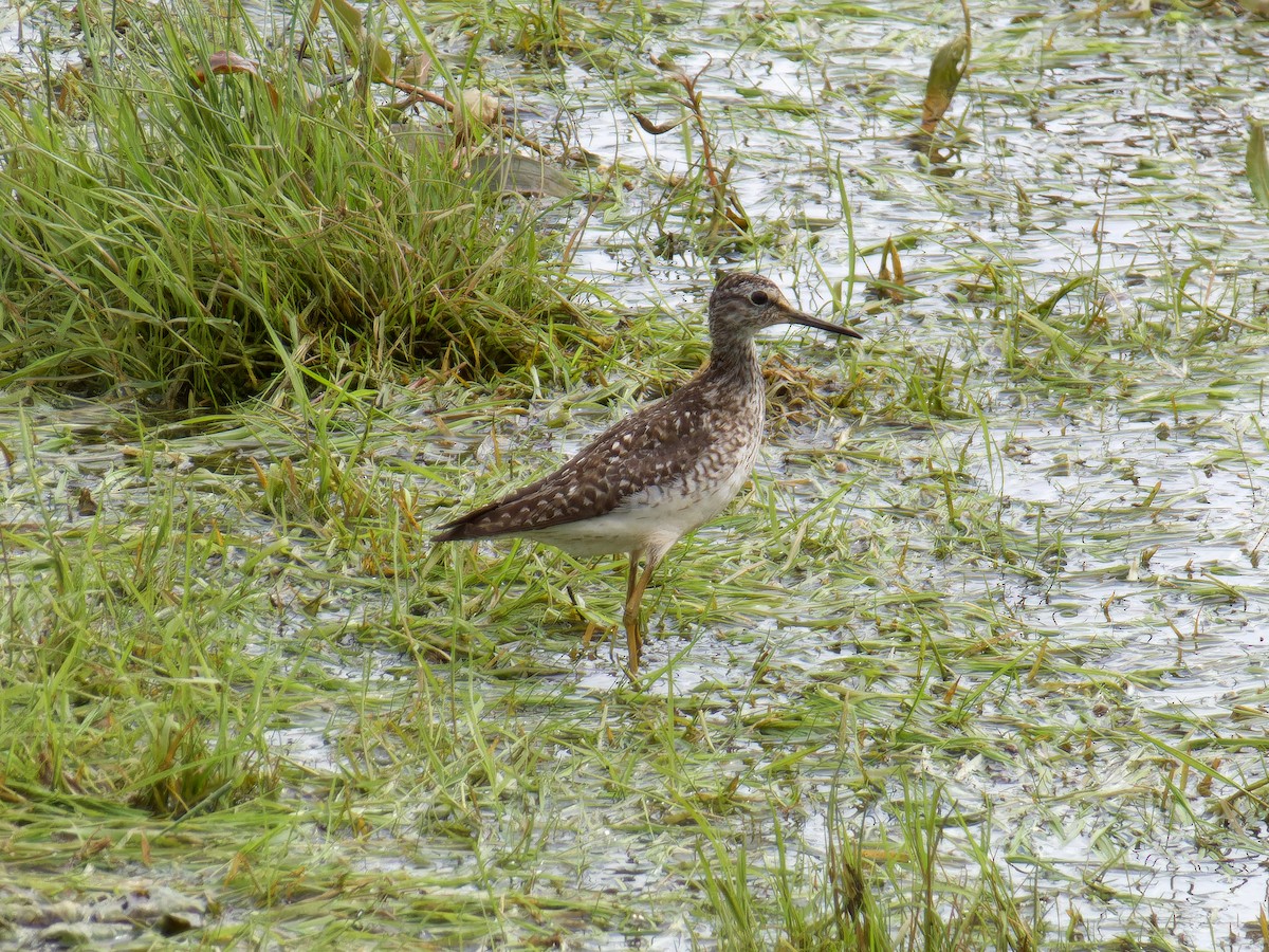 Wood Sandpiper - ML595779141