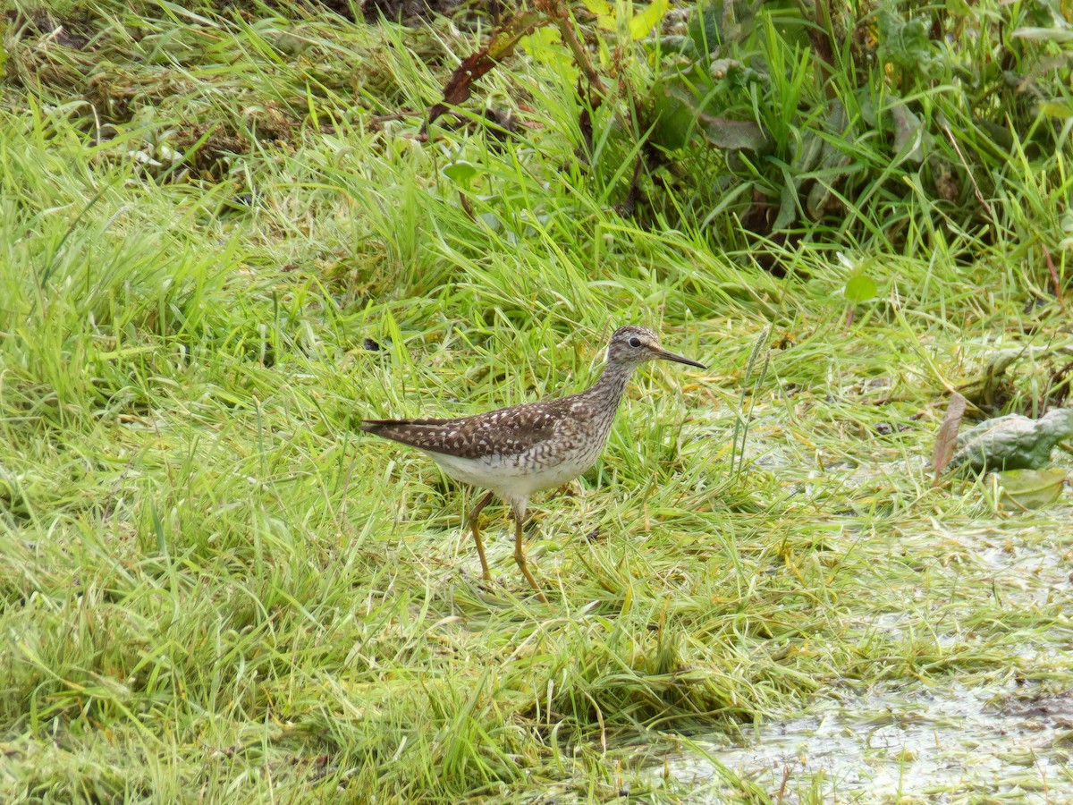 Wood Sandpiper - ML595779151