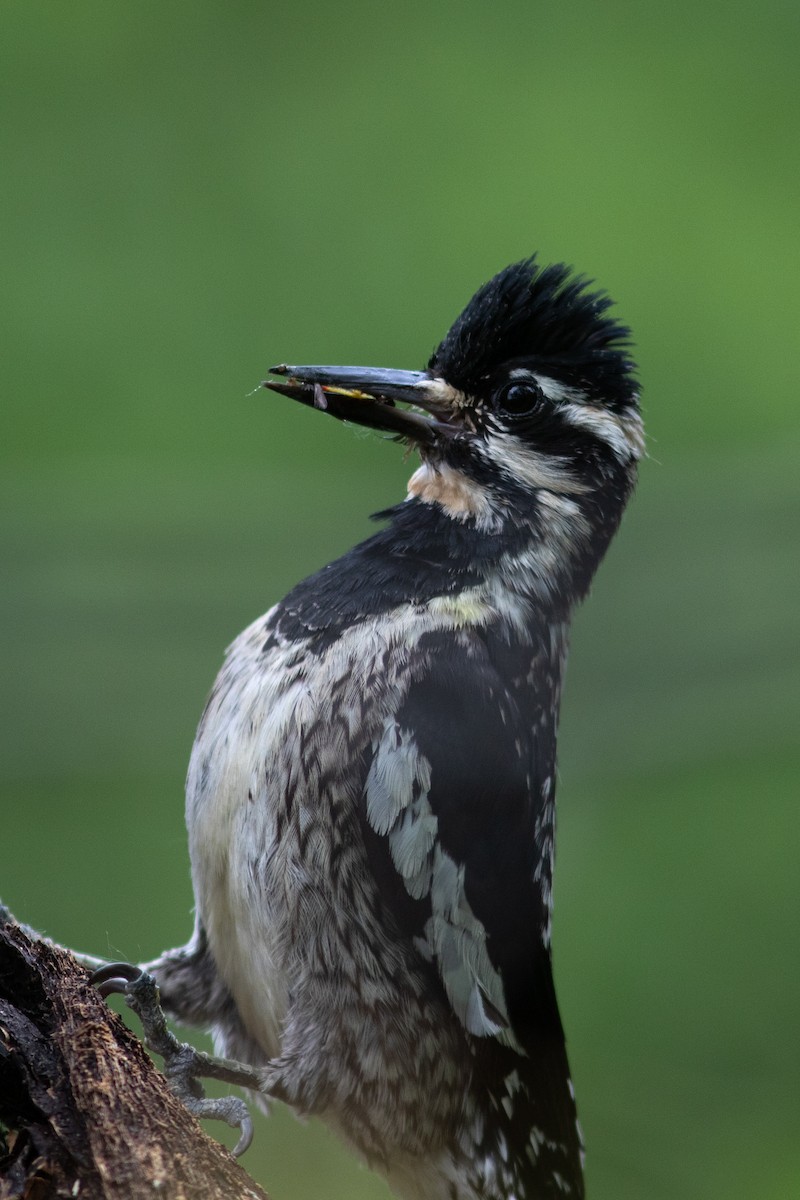 Yellow-bellied Sapsucker - ML595779301