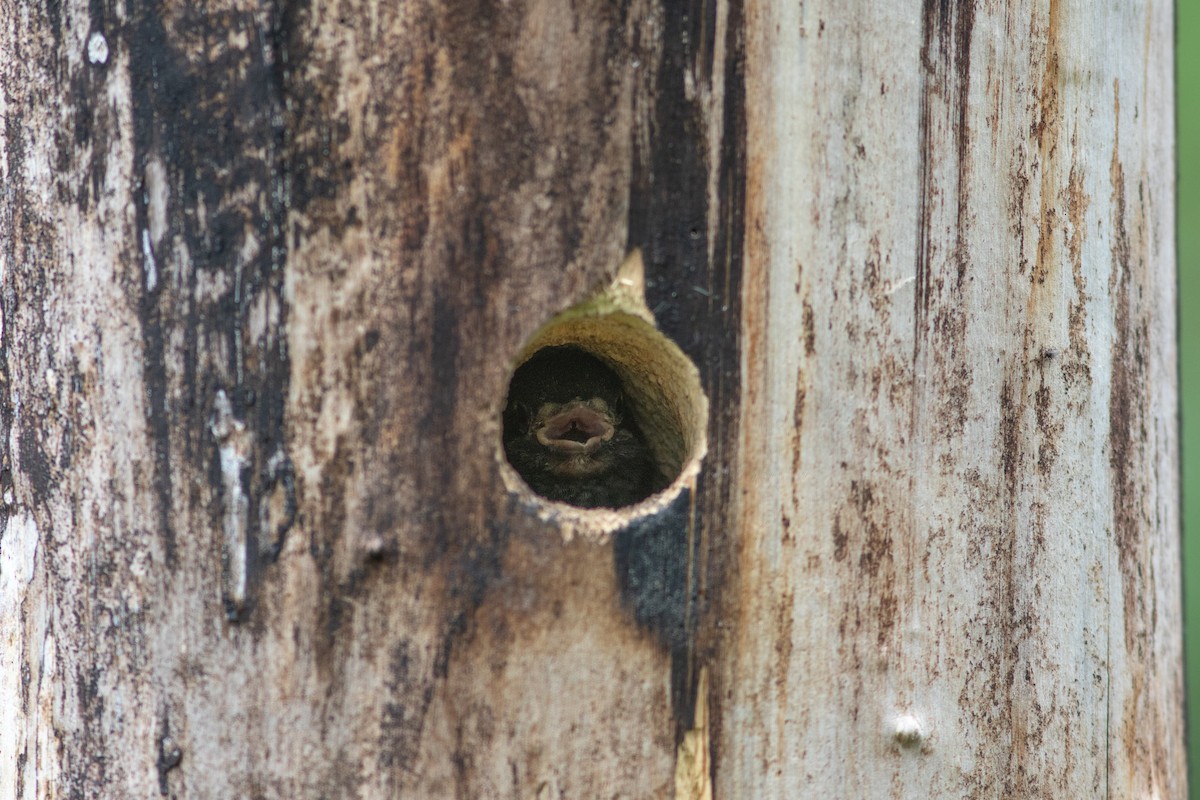 Yellow-bellied x Red-breasted Sapsucker (hybrid) - ML595779351