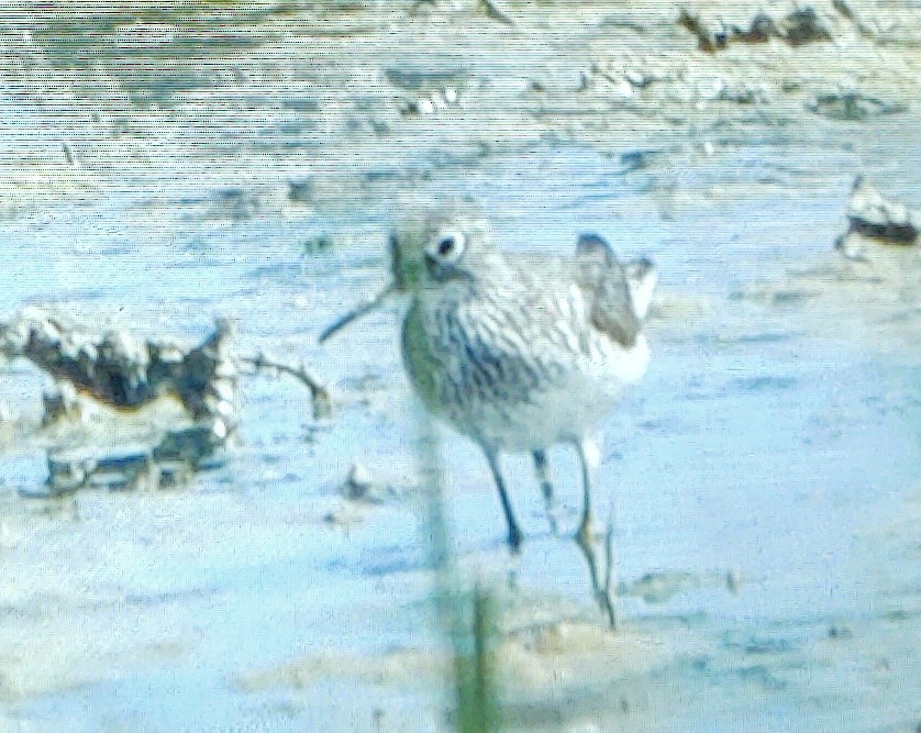 Solitary Sandpiper - ML595779861