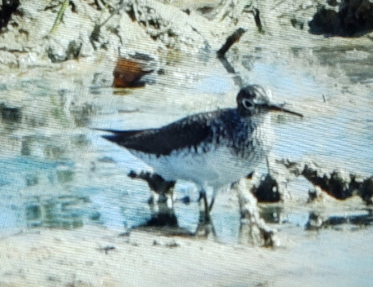 Solitary Sandpiper - ML595779871