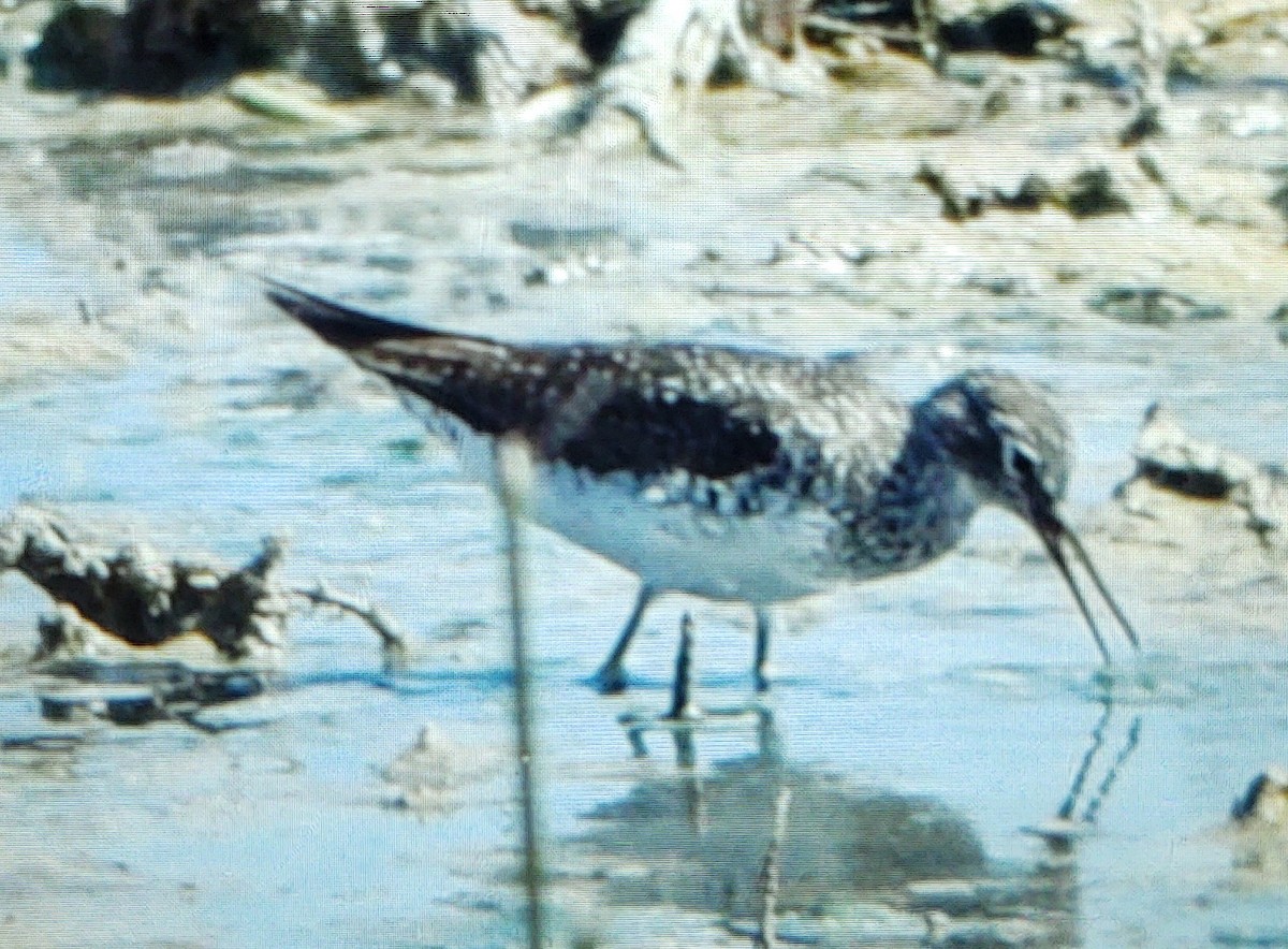 Solitary Sandpiper - ML595779881