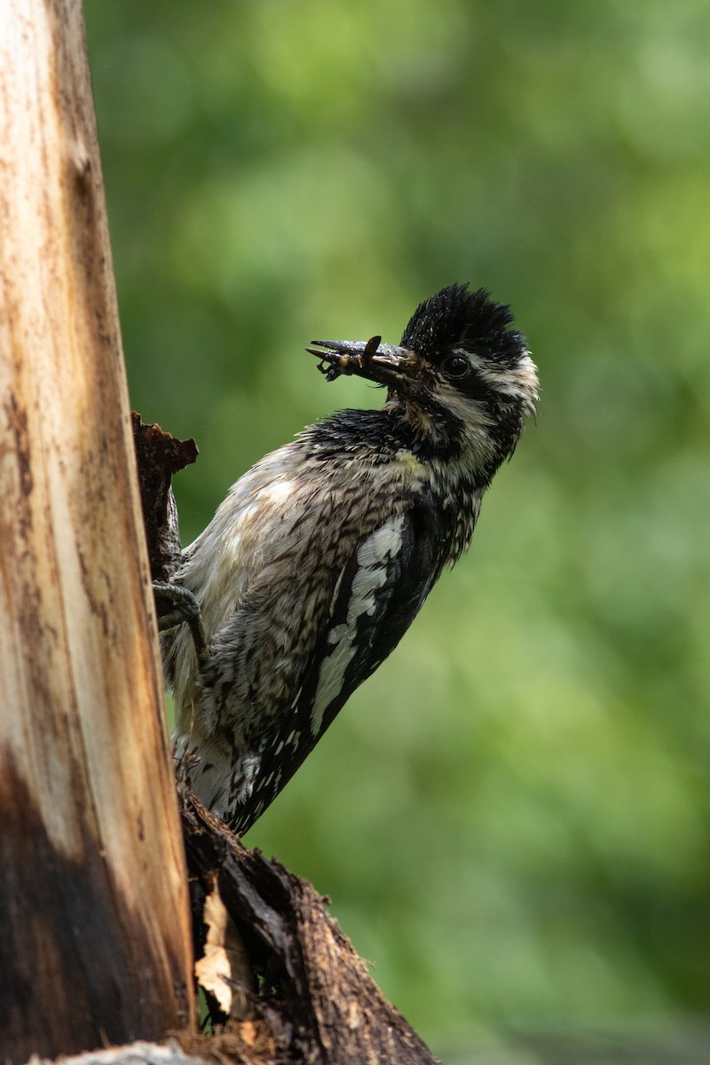 Yellow-bellied Sapsucker - ML595779981