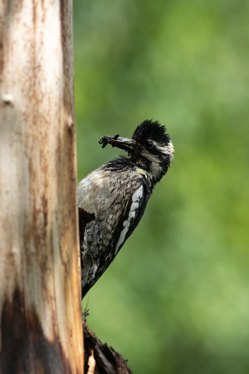 Yellow-bellied Sapsucker - ML595779991