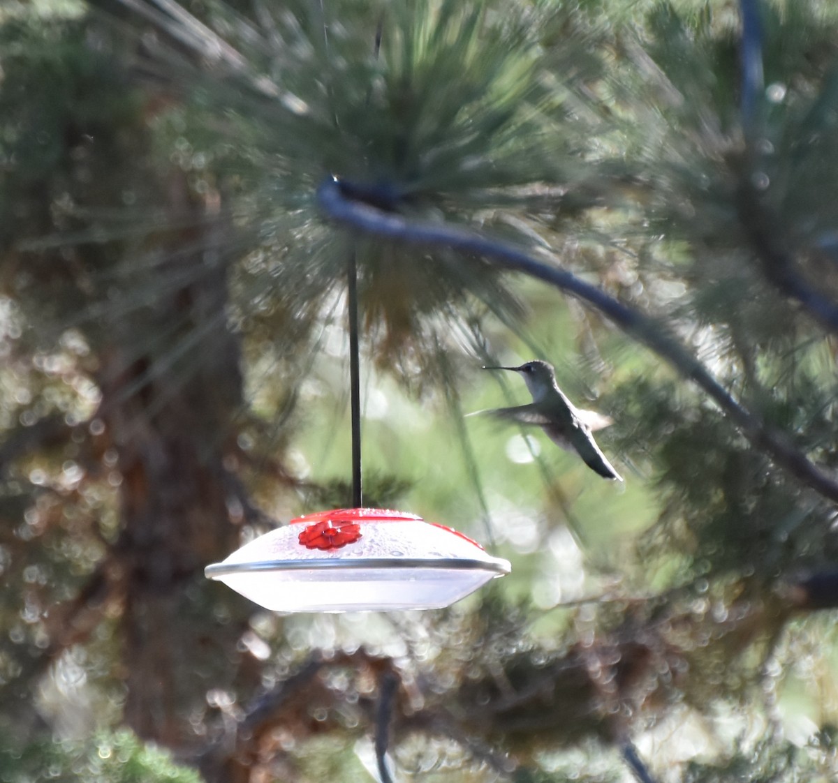 Black-chinned Hummingbird - ML595780451