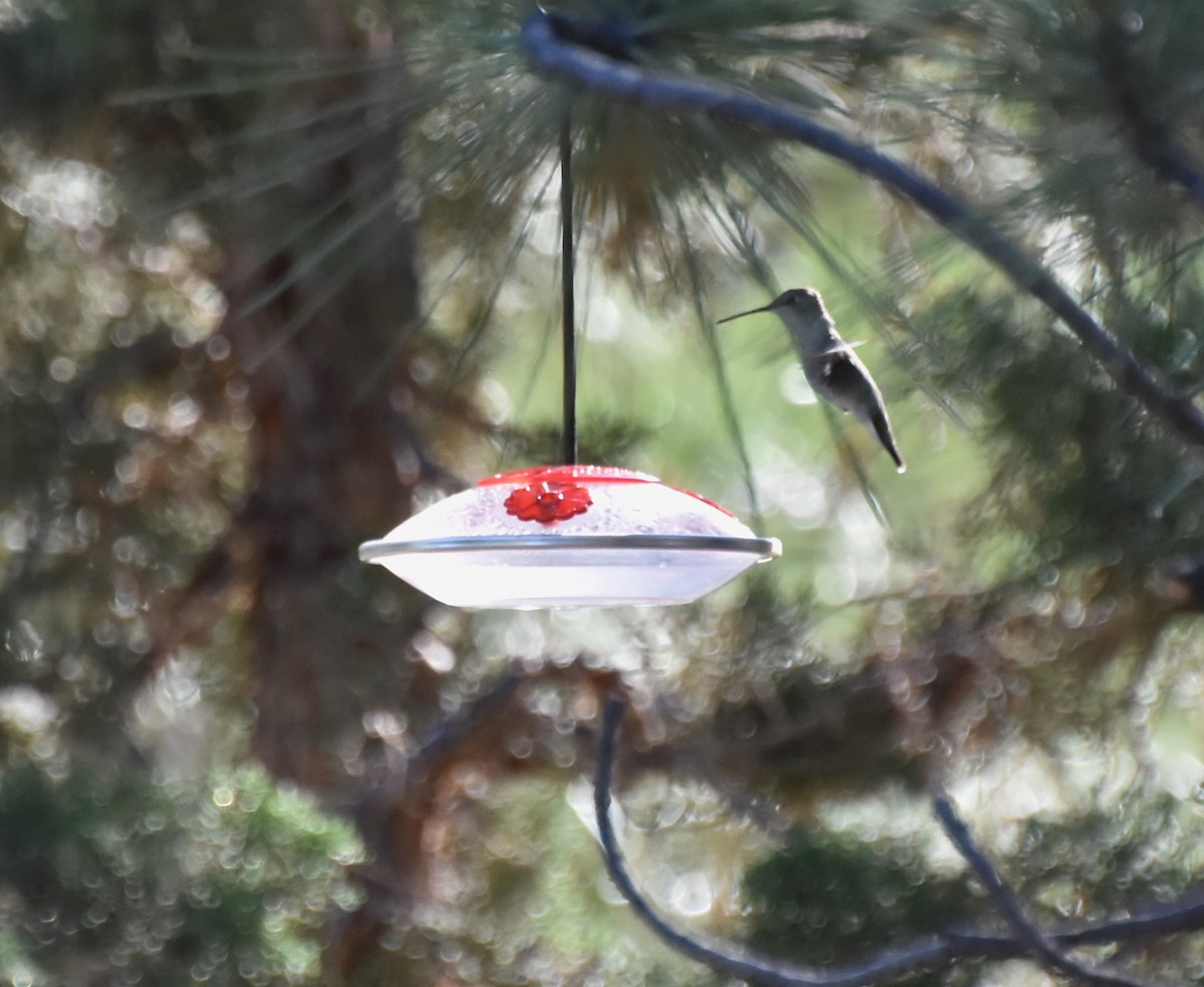 Black-chinned Hummingbird - ML595780461