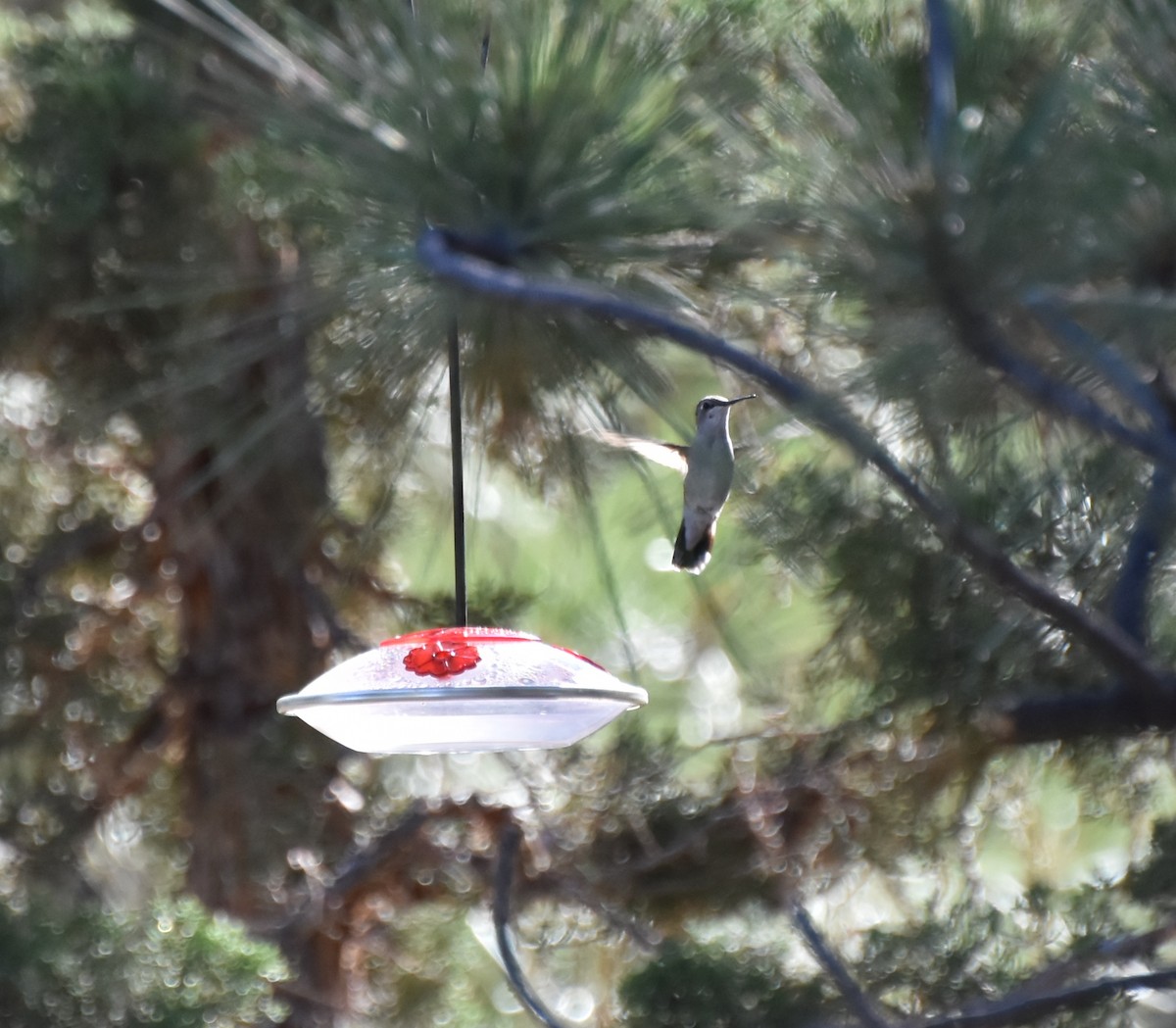 Black-chinned Hummingbird - ML595780471