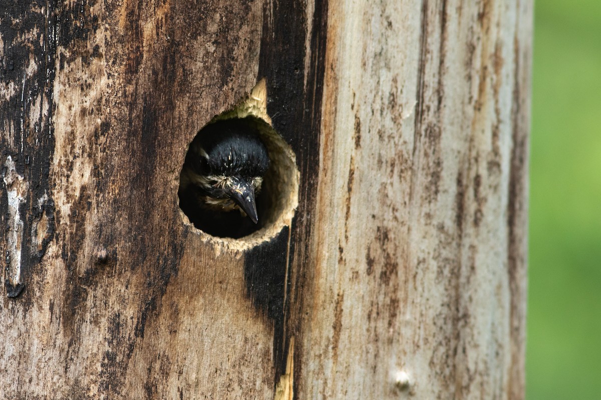 Yellow-bellied Sapsucker - ML595780511