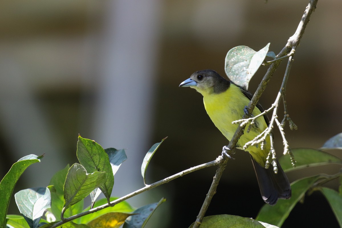 Flame-rumped Tanager (Lemon-rumped) - Raphael Lebrun