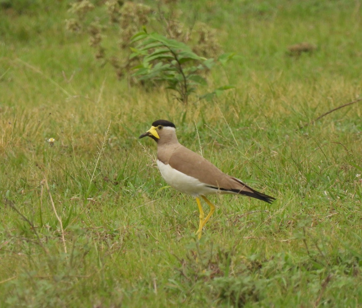 Yellow-wattled Lapwing - ML595781051