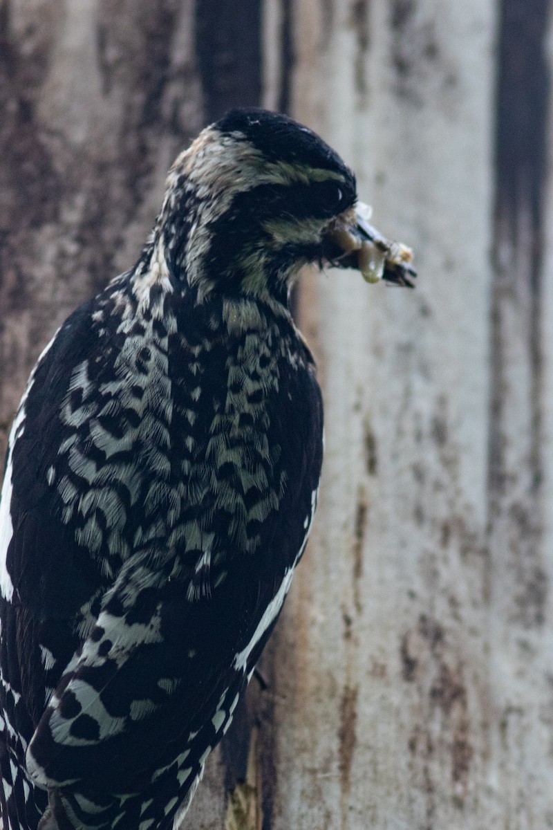 Yellow-bellied Sapsucker - ML595781161