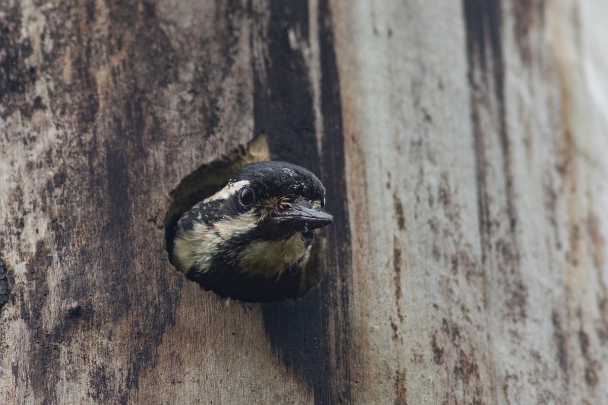 Yellow-bellied Sapsucker - ML595781171