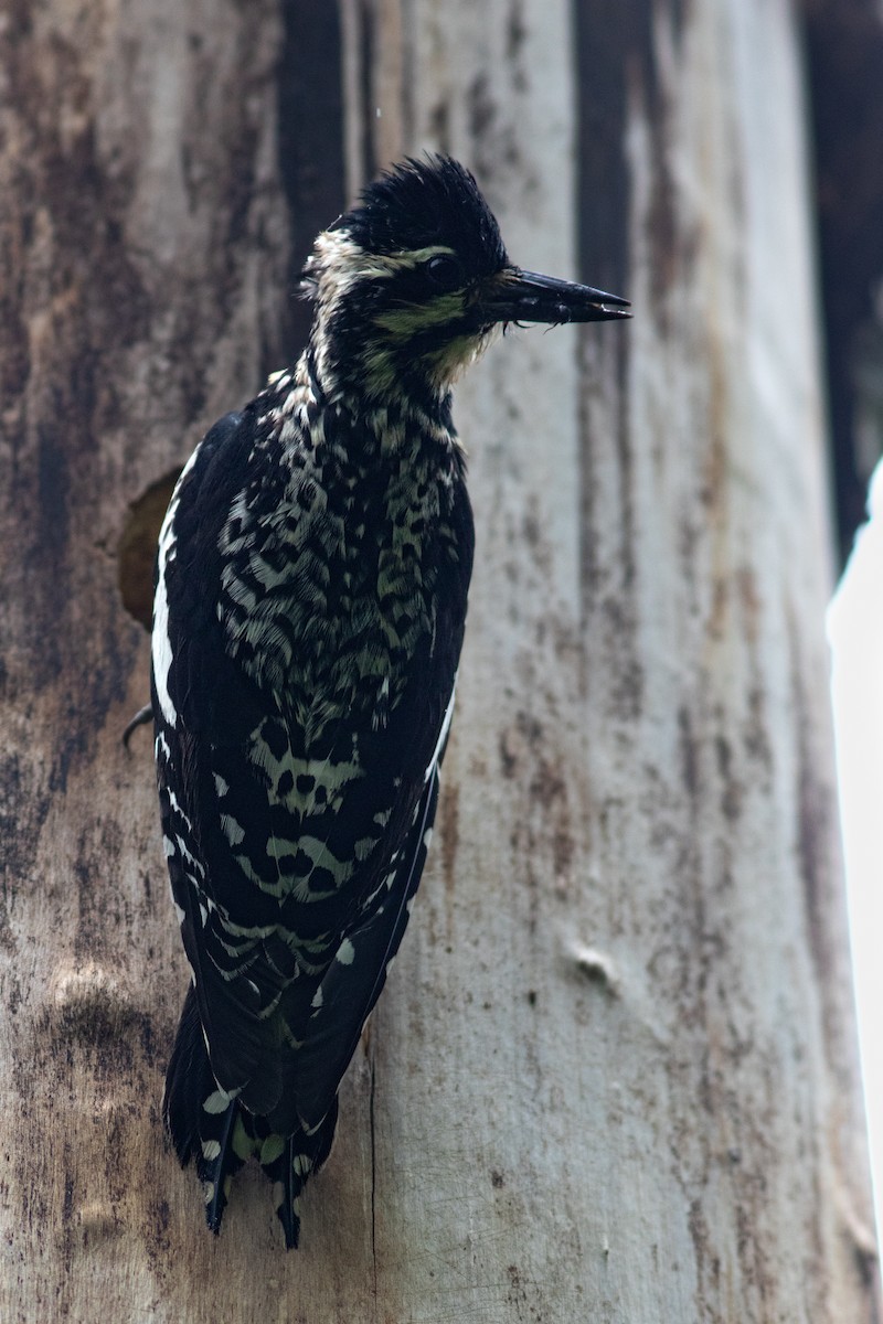 Yellow-bellied Sapsucker - ML595781181