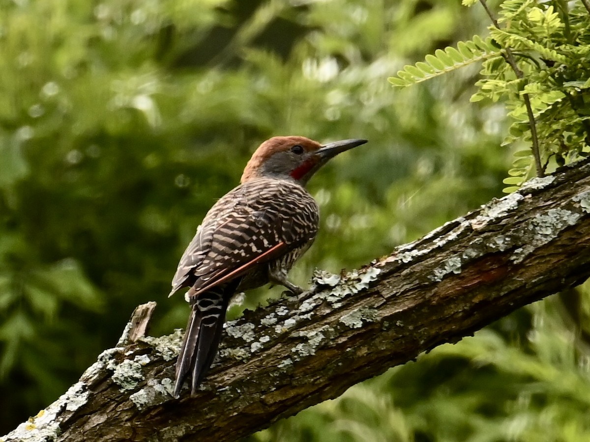 Guatemalan Flicker - ML595781351