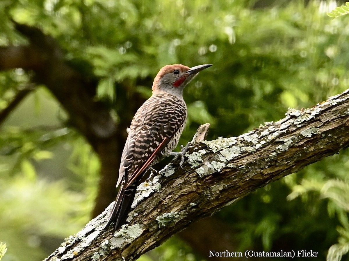 Guatemalan Flicker - ML595781361